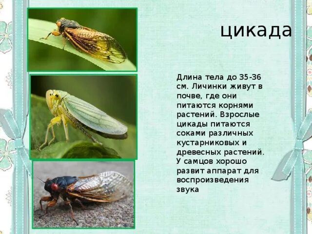 Нимфа цикады. Цикада презентация. Цикады краткое содержание. Насекомые издающие громкие звуки. Цикады brood x.