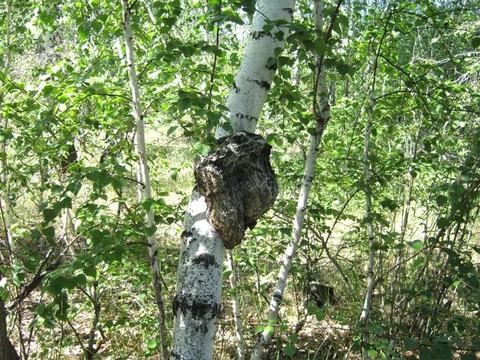 Кедровая солонцы. Солонец в лесу. Солонец для диких животных. Заячий солонец. Солонец для косули.
