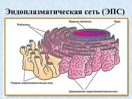 Эндоплазматическая сеть где находится