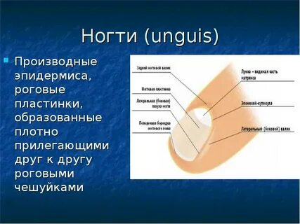 Развитие на туловище роговых пластинок
