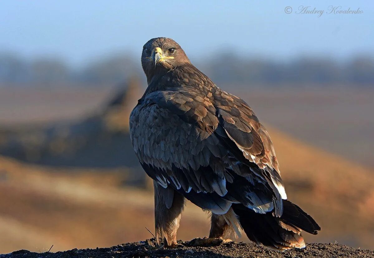 Степной сизый Орел. Степной орёл (Aquila nipalensis. Степной Орел в степи. «Степной Орел» Казахстан НАТО. Орел степная птица