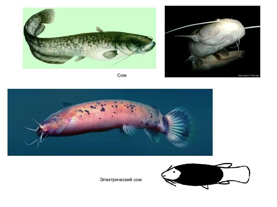 Электрический сом. Malapterurus electricus. Электрический сом. Malapterurus electricus. Электрический сом (malapterurus electricus),.