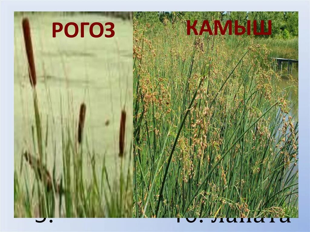 Рогоза растение и камыш отличия. Камыш рогоз тростник отличия. Рогоз осока и камыш отличия. Камыш рогоз тростник отличия. Камыш рогоз тростник отличия.