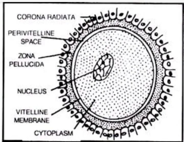 Размер яйцеклетки рыбы. Corona Radiata яйцеклетка. Зона пеллюцида яйцеклетка. Ovum structure. Zona pellucida и Corona Radiata.