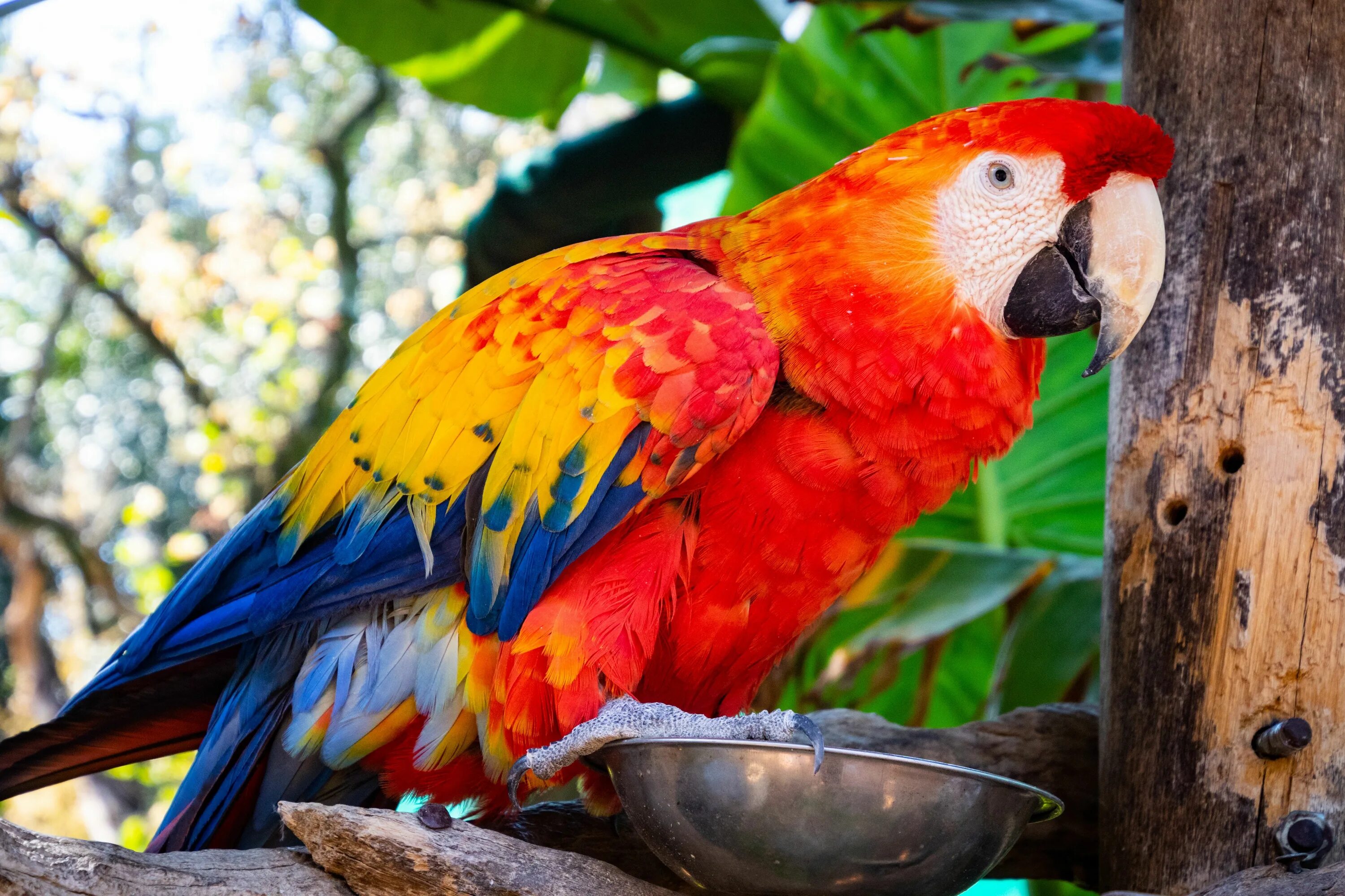 Большой красный пестрый. Попугай ара. Африканский попугай ара. Каталина ара попугай. Красный ара Бразилия.