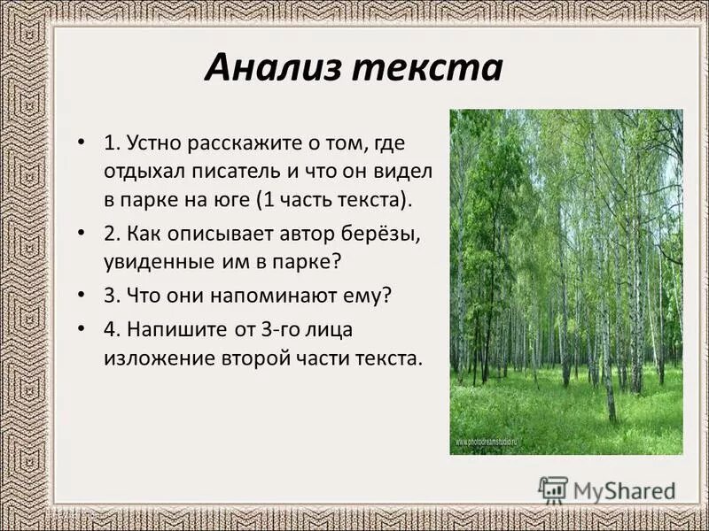 Береза главная мысль. Анализ стихотворения береза. изложение на тему родные березки. план к тексту береза. идея стихотворения береза.