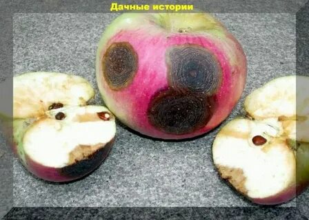 Яблоня гниль