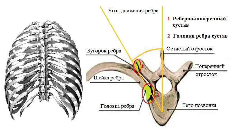 Соединение между ребрами