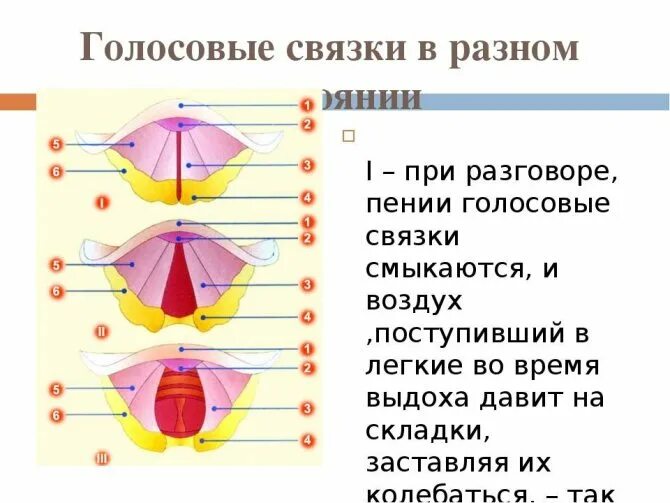 Голосовые связки при разговоре. Голосовые связоки в различных состояни. Голосовые связки при пении. Голосовые связки при р.