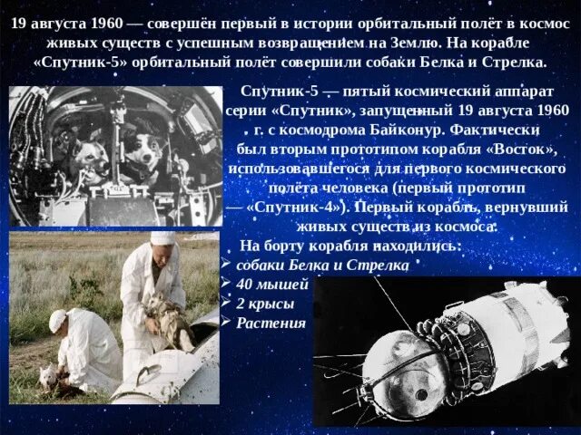 Первое живое существо совершившее орбитальный полет. Спутник 5 19 августа 1960. Спутник белки и стрелки. Первый полёт в космос белка и стрелка. Космический корабль Восток белка и стрелка.