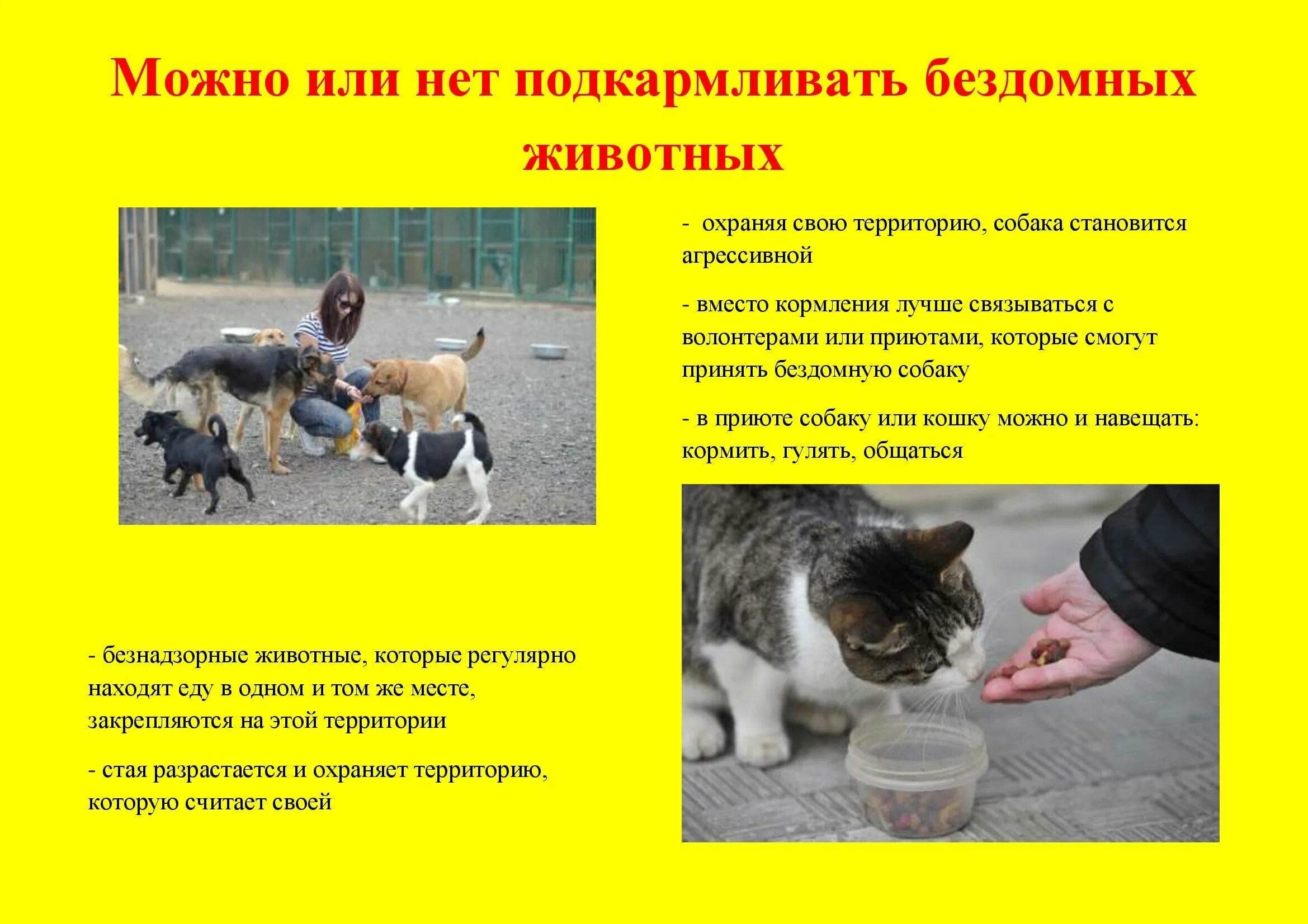 Подкармливать бездомных животных. Обращение с животными без владельцев. уважаемые владельцы домашних животных. управление животным. правила обращения с животными без владельцев картинки.