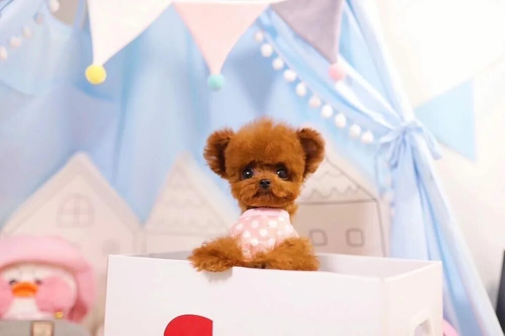 Teacup Teddy Poodle. Микро Тедди пудель. Тикап Тедди взрослый. Тикап Тедди пудель Micro. Тикап тедди