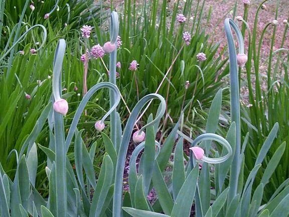 Лук слизун широколистный. Лук слизун цветет. Лук слизун выращивание. Лук слизун выращивание. Лук слизун мангыр.