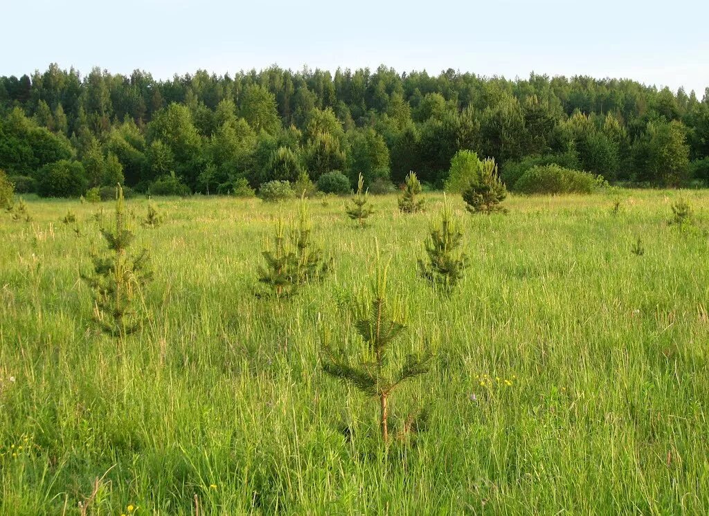 Поля зарастают лесом