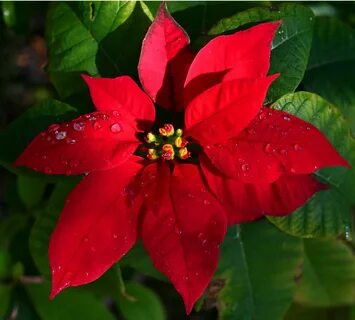 Stars plant