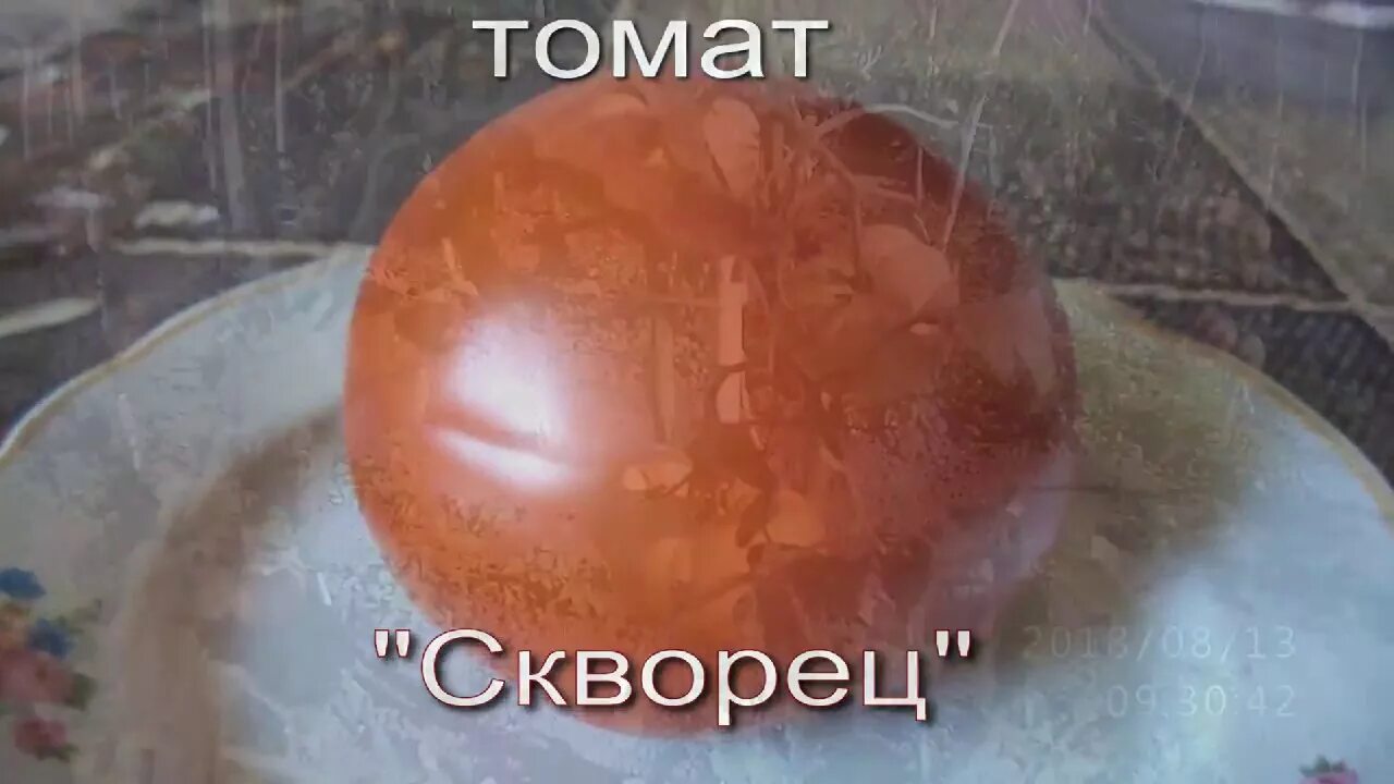 Томат сорт скворец. Помидор скворец партнер. томат скворец. томат скворец партнер. сорт помидор скворец.