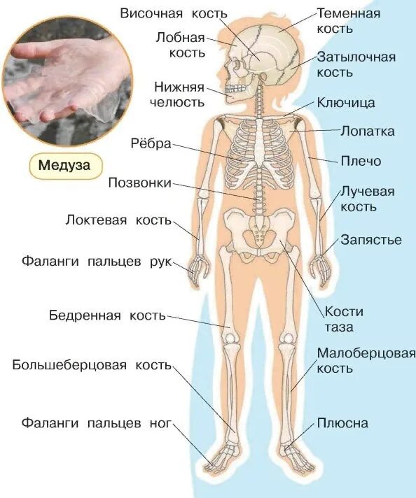 Части тела человека впр 4 класс окружающий. Скелет человека и органы человека. Скелет с внутренними органами. Внешнее и внутреннее строение человека. Структура человека скелет органы.