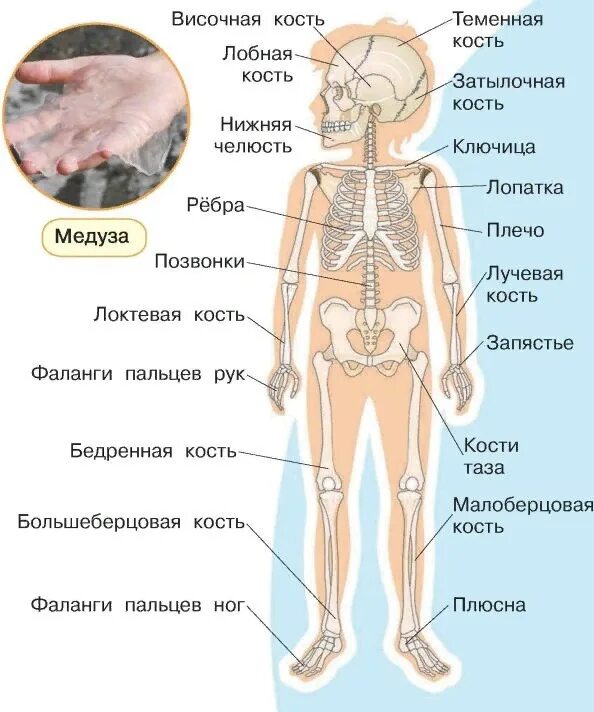 Части человека 4 класс окружающий мир впр