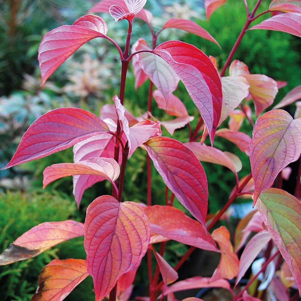 Дерен отпрысковый келсеи. Дёрен отпрысковый келсеи Cornus sericea 'Kelseyi'. Дерен отпрысковый Келси. Дерен отпрысковый 'Kelseyi'. Дерен красный купить