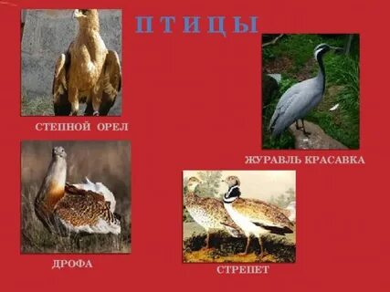 Красная книга степи