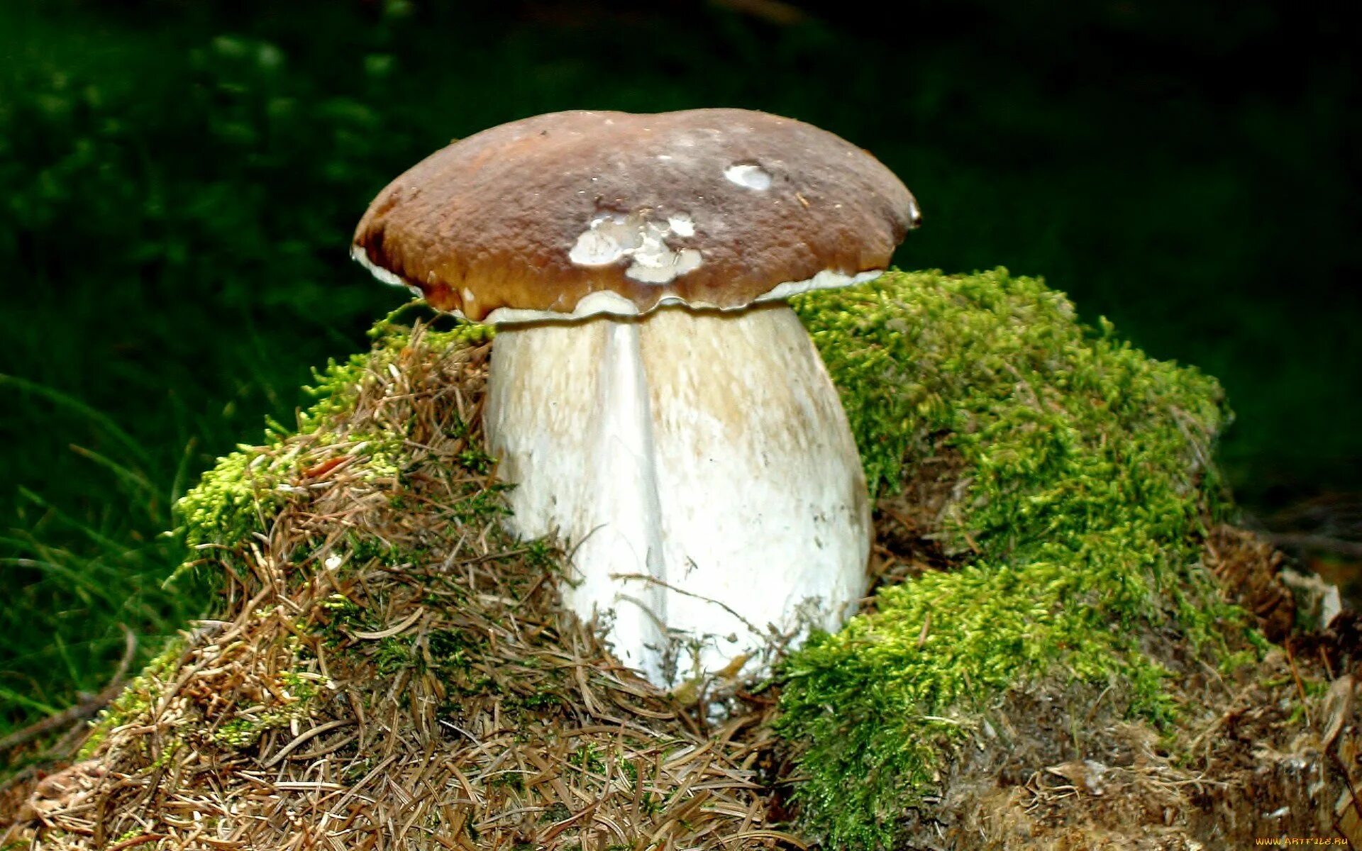 Белый гриб. Боровик гриб во мху. Грибы обои. Белый гриб в природе