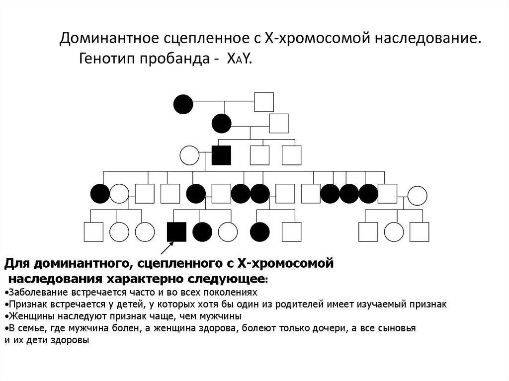 Заболевания сцепленные с y хромосомой. Родословная с х сцепленным доминантным наследованием. X сцепленный доминантный Тип наследования задачи. Х-сцепленное рецессивное наследование родословная. Заболевания сцепленные с х хромосомой доминантный Тип наследования.