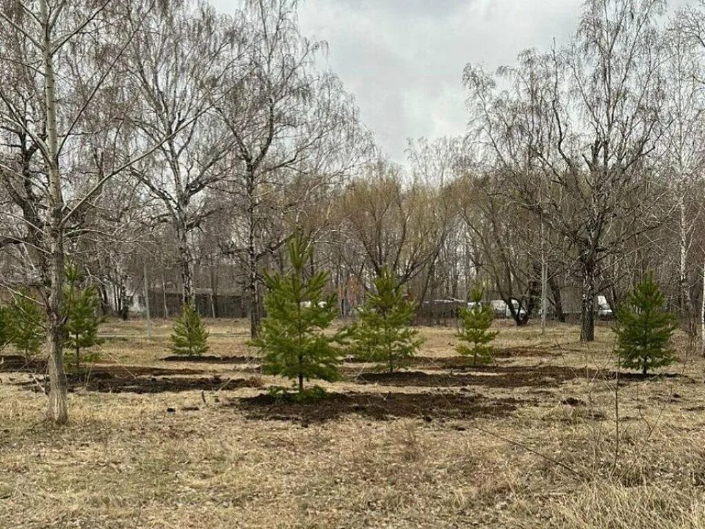 9 деревьев. Деревья на участке. роща деревьев. деревья в апреле. никольская роща челябинск.