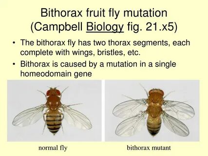 Flying fruit fly