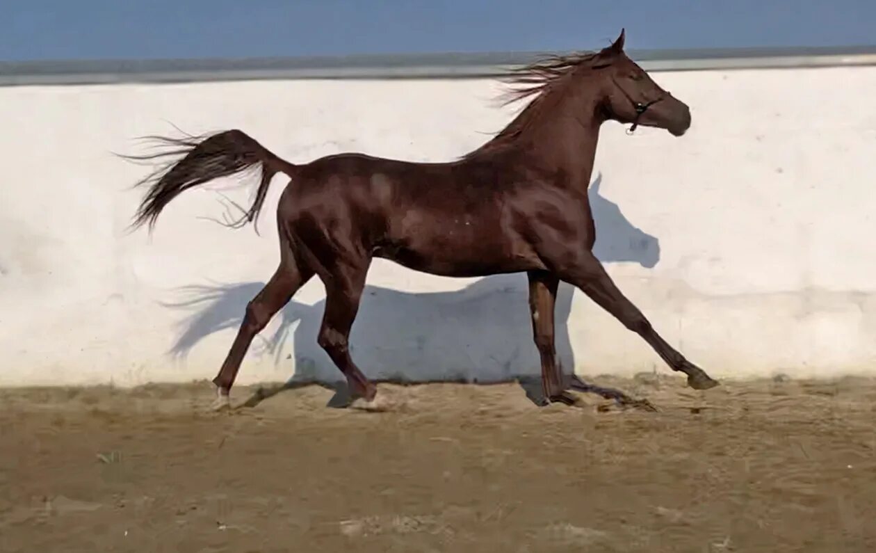 лошади карабаирской породы в 2020 году. раз лошадей. донская лошадь морда. кобыла с жеребенком. ахалтекинская лошадь черная.