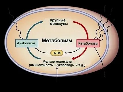 Метаболизм түрлері