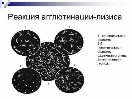 Стадия лизиса