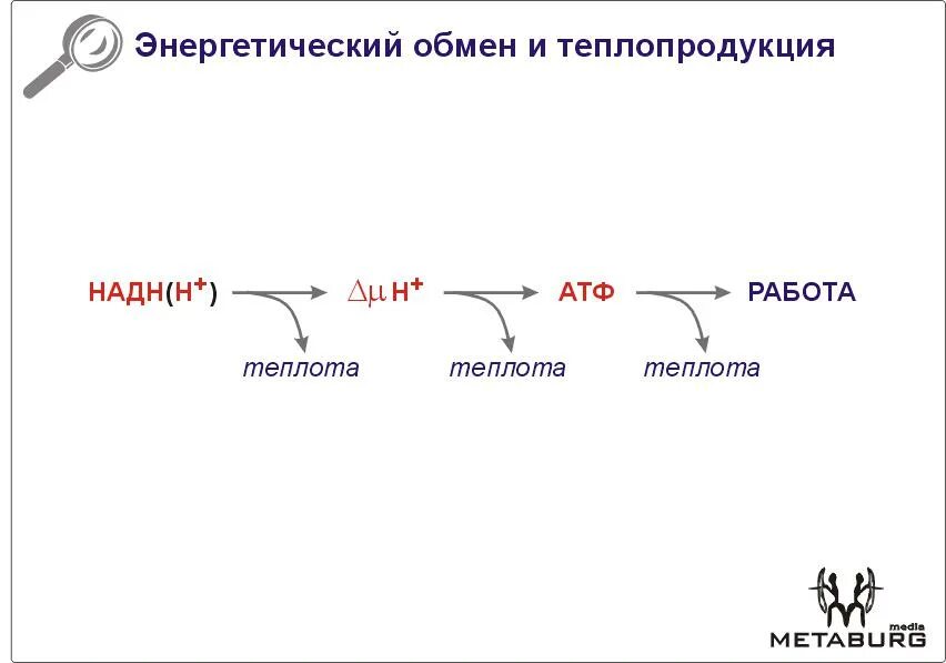 Энергетический обмен и теплопродукция биохимия. Окислительное фосфорилирование в митохондриях. Энергетический обмен. Механизм образования атф окислительное фосфорилирование. Энергетический обмен этапы окисления глюкозы.