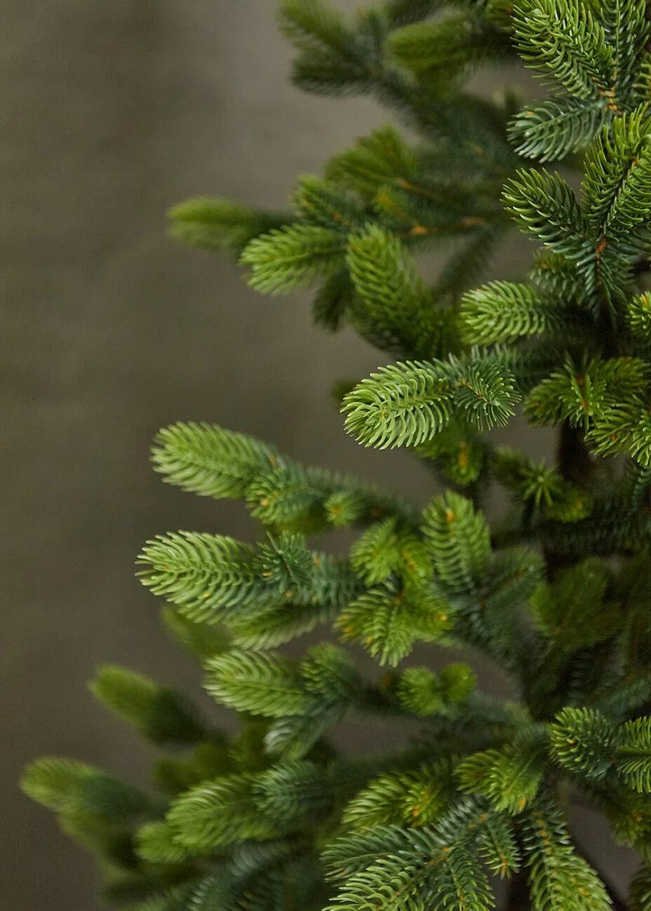 Ель королева тянь шаня. Искусственная елка королева тянь шаня. Елка королева тянь шаня. Королева тянь шань елка. Тянь шаньская голубая ель.