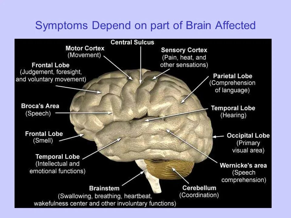 Brain examples. Мозг анатомия. brain parts and functions. parts of brain and their function.