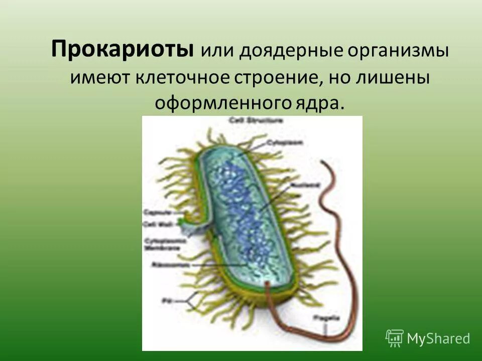 Клетки прокариот имеют ядро