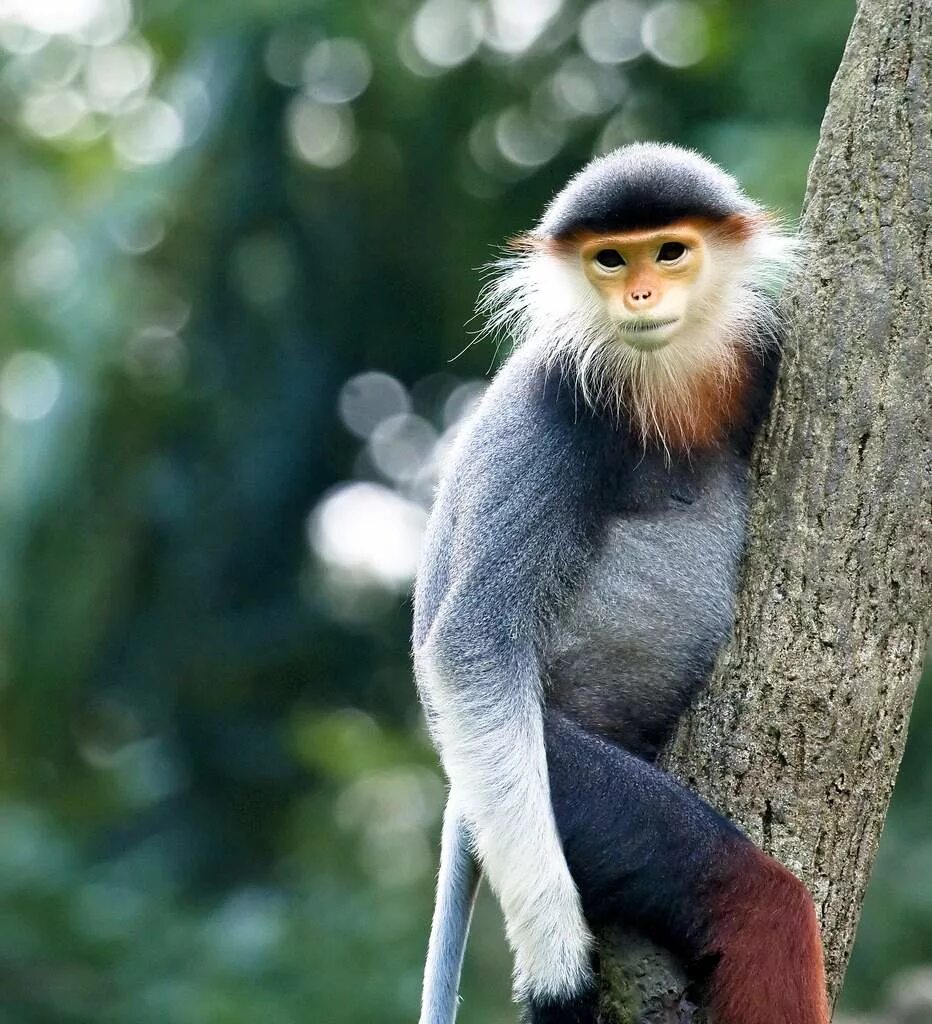 Немейский тонкотел, семейство мартышковых. Обезьяна крабоед. Семейство мартышковые. Мартышковые мартышковые капуцин. Обезьяна немейский тонкотел.