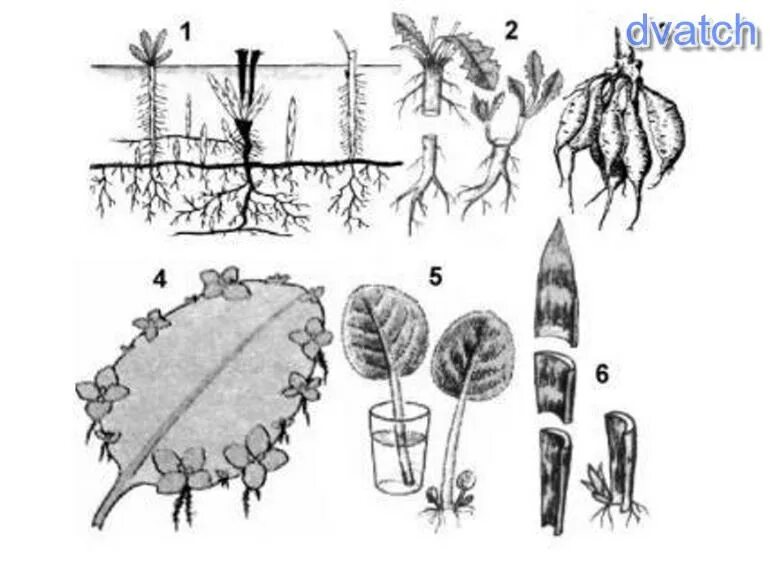 Вегетативное размножение листовыми черенками. Способы вегетативного размножения листьями. Способ вегетативного размножения растений листовыми черенками. Рис . Вегетативное размножение растений. Вегетативное размножение последовательность действий