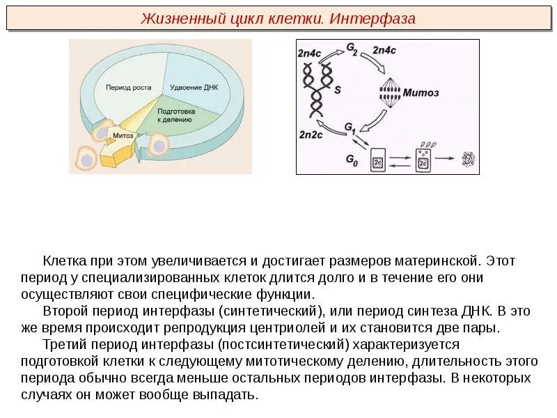 Жизненный цикл клетки состоит из интерфазы. Синтетический период интерфазы схема. Постсинтетический период жизненного цикла клетки. Постсинтетический период интерфазы. Клеточный цикл клетки интерфаза.