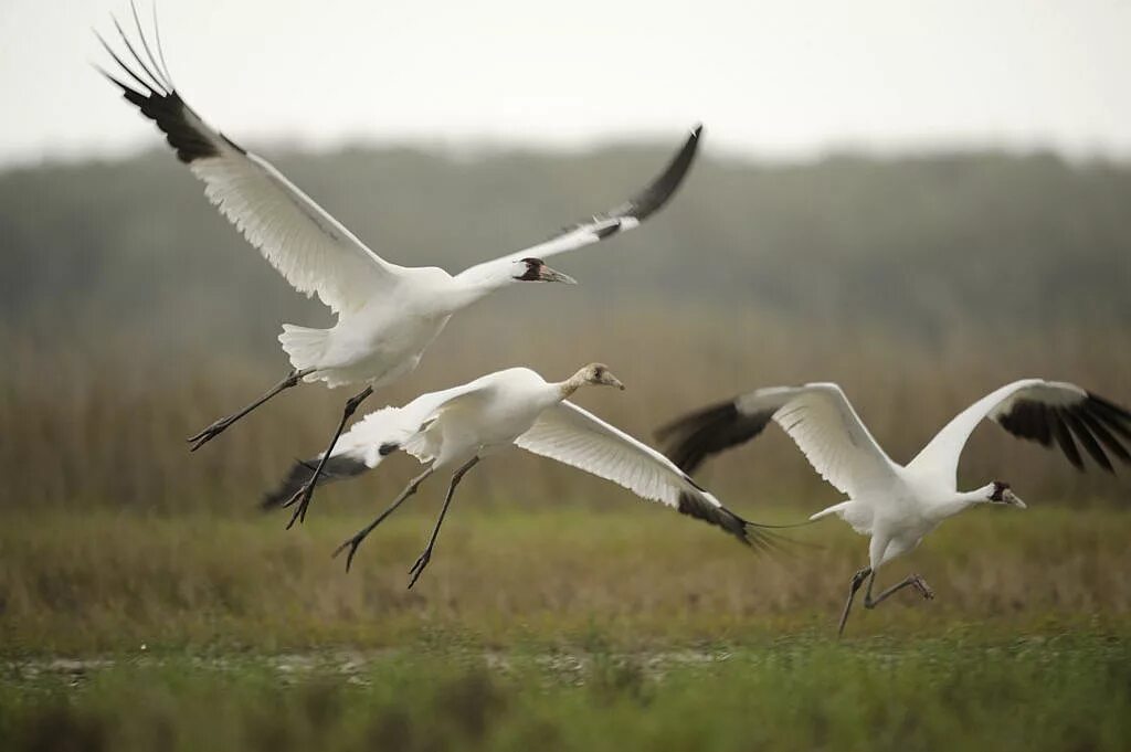 перелетные птицы улетают на юг. белый журавль. пор журавлей. стерх -журавль якутии. пор журавлей.