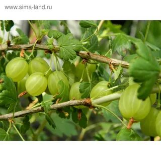 Балтийский зеленый