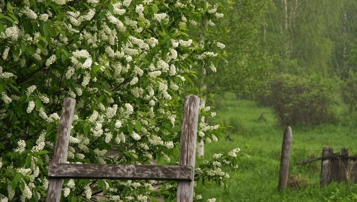 Расцвела черемуха в саду. Расцвела черемуха в саду. Черемуха цветет в деревне. Расцвела черемуха в саду. Черемуха цветет распускалась сирень.