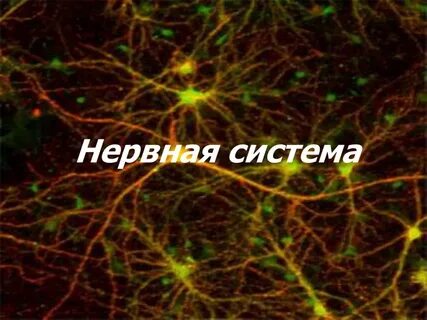 Нервная система и окружающая среда
