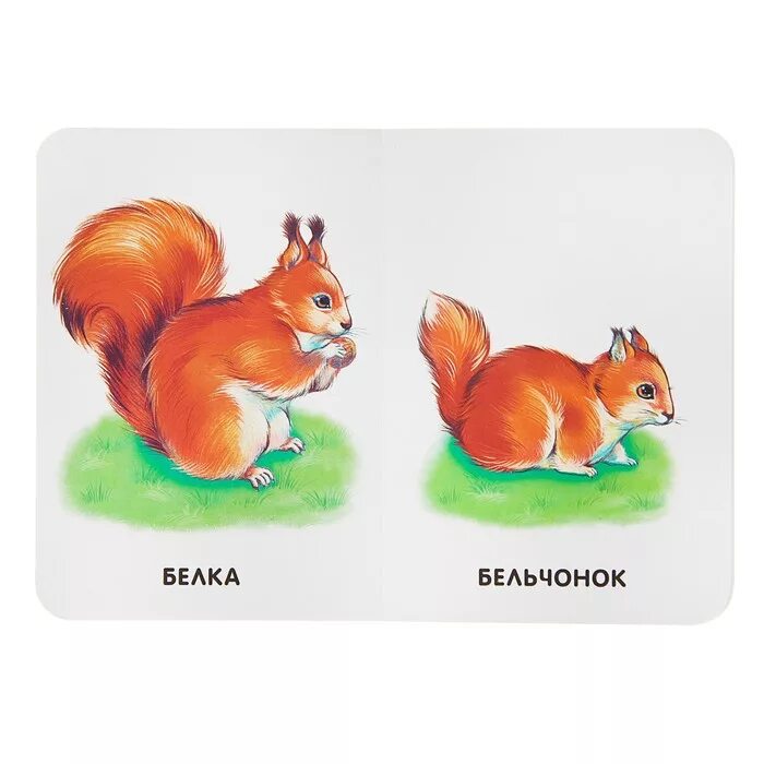 Где чьи малыши развивающие карточки для детей. Животные и детеныши для детей. Мама и детеныши картинки для детей. Про детей и про зверей. Домашних животных для детей.