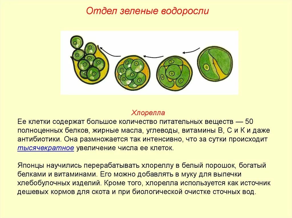 Chlorophyta отдел зелёные водоросли. Хроматофор у водорослей. Питательные вещества в водорослях. Запасные вещества водорослей.