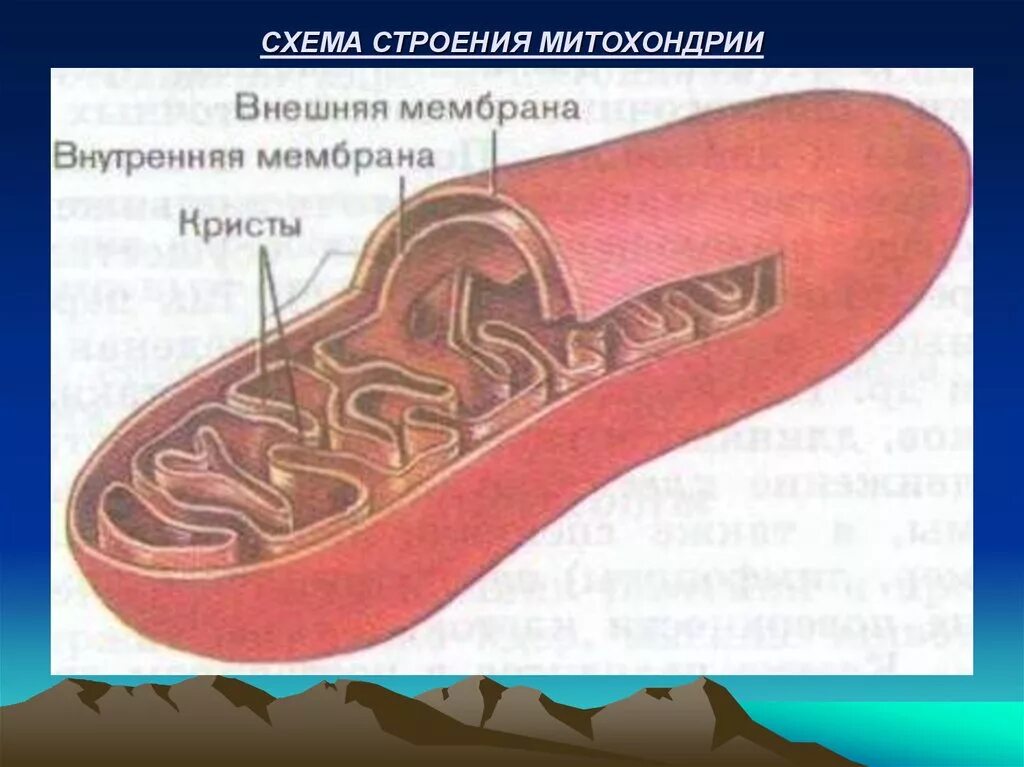 Митохондрии рисунок. Схематичное строение митохондрии. Схема строения митохондрии. Внутреннее строение митохондрии. Строение митохондрии ЕГЭ.
