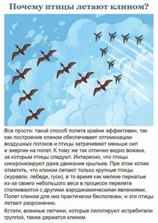 По какой причине перелетные птицы летают клином