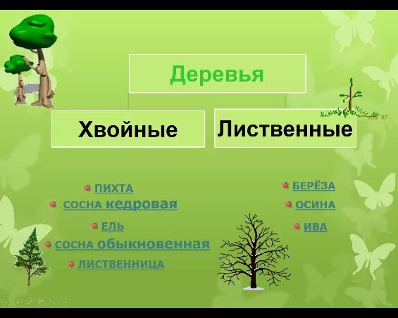 Липа хвойное. Тополь лиственное или хвойное. Осина хвойное или лиственное дерево. Тополь какое дерево хвойное или лиственное. Липа лиственное или хвойное.