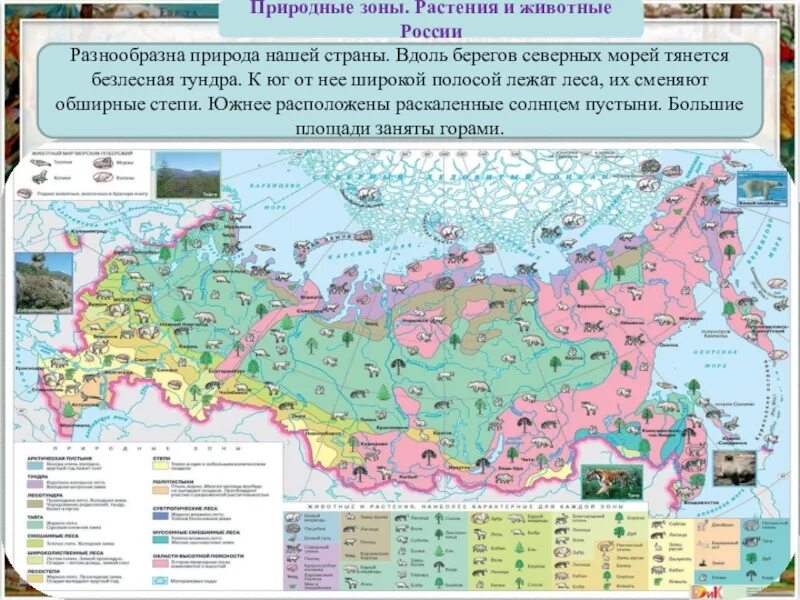 Карта природных зон России с растениями. Карта природных зон России с животными. Природные зоны России 4 класс окружающий мир карта животные. Природные зоны и обитатели России карта.