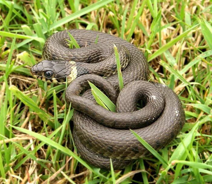 Grass snake. Обыкновенный уж. Зеленый уж обыкновенный. Зеленый уж змея. Кустарниковый зелёный уж.