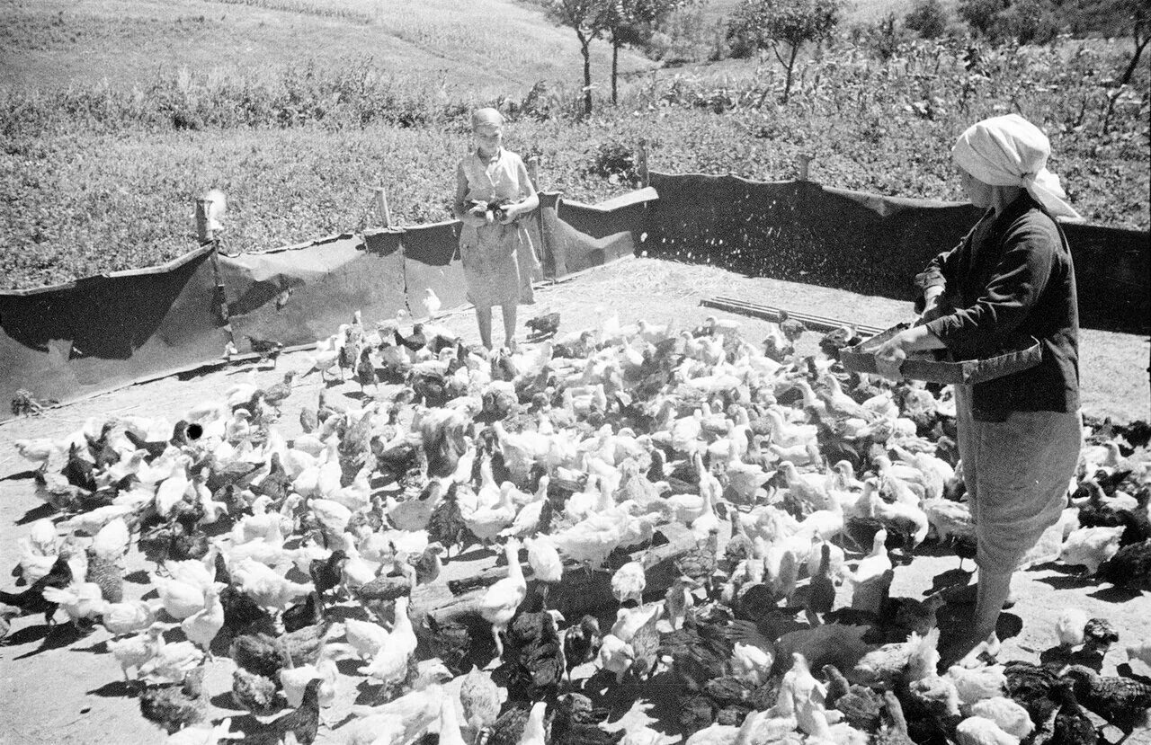 Птичник птицефабрика в ссср. Семячкин павел семенович (1923). Птицефабрика курумоч. "на колхозной птицеферме" оэми пу в. Колхоз имени куйбышева.